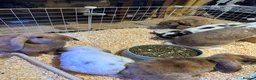 Mini Lop rabbits for sale: Beautiful Mini Lop Bunnies  - Advert 15