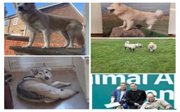 Mixed Breed dogs for sale: Northern Inuit x German shepherd puppies for sale  - Image 10