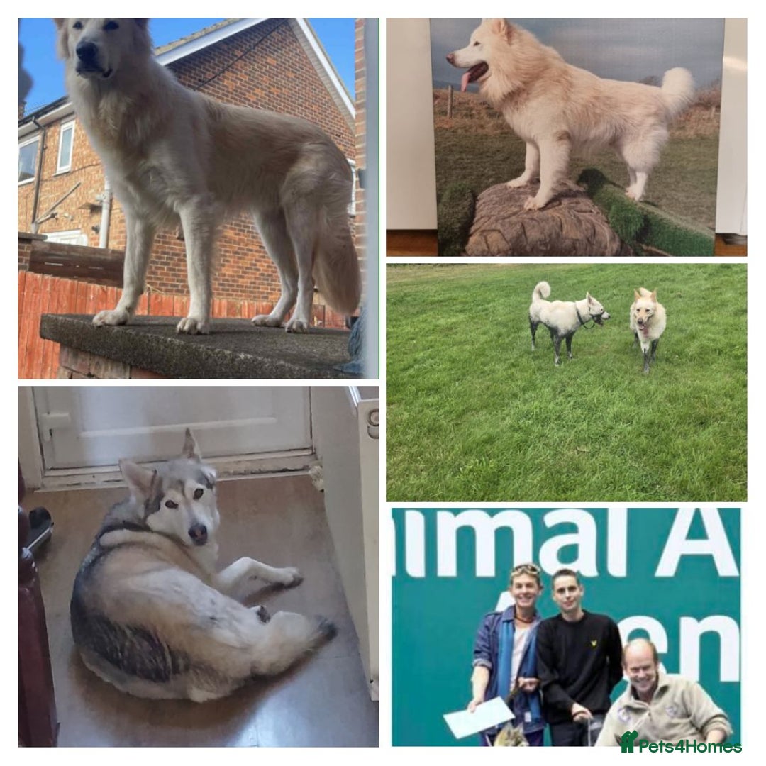 Mixed Breed dogs for sale: Northern Inuit x German shepherd puppies for sale  - Image 10