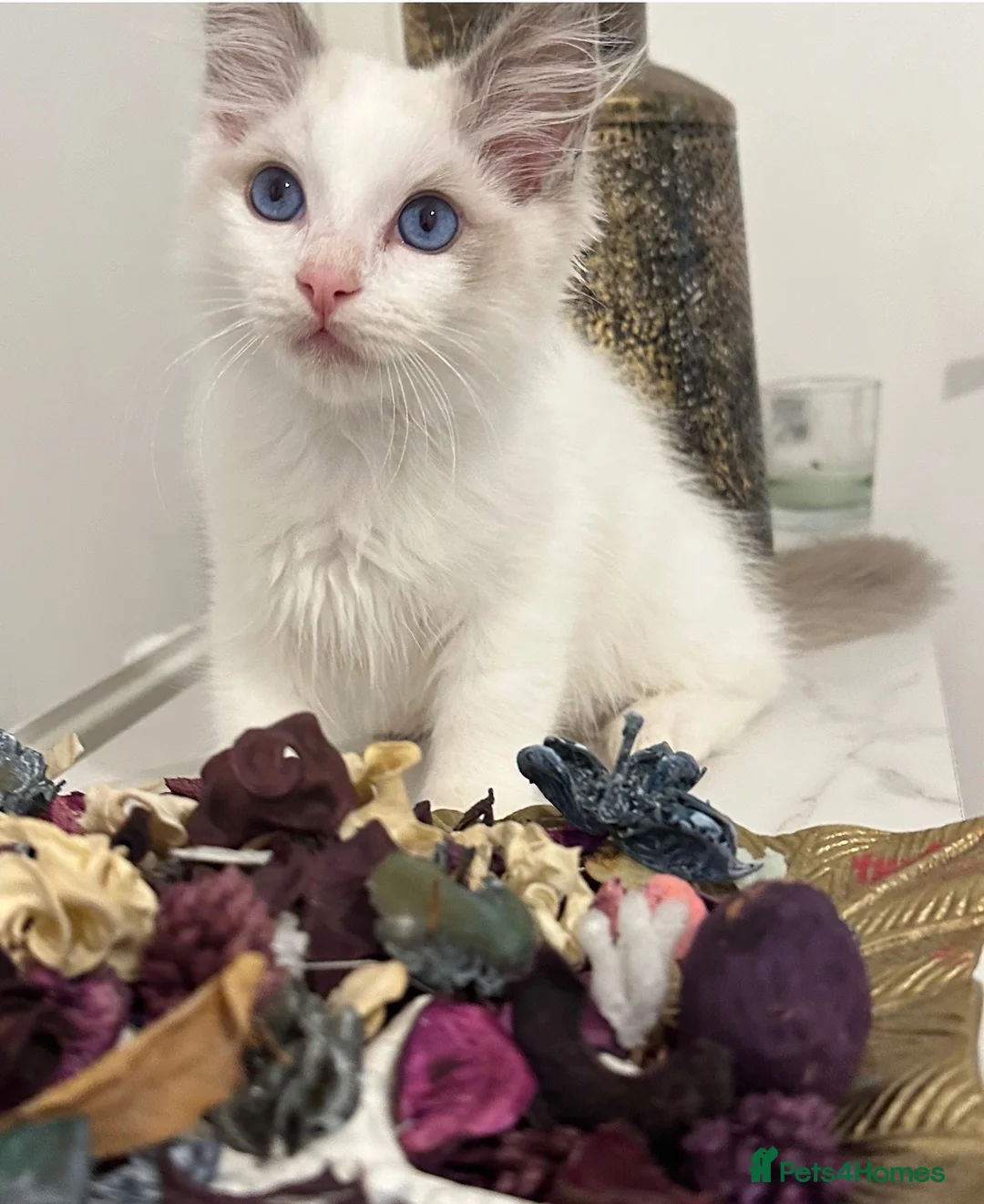 Ragdoll cats for sale: Tica register kittens awailable now  - Advert 1