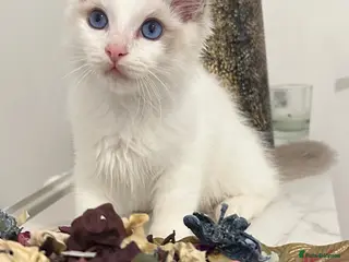 Ragdoll cats Tica register kittens awailable now - Advert 9