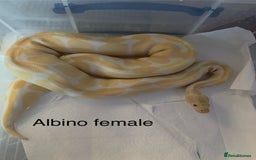 Python Snake reptiles for sale: Pair albino ball pythons  - Image 1