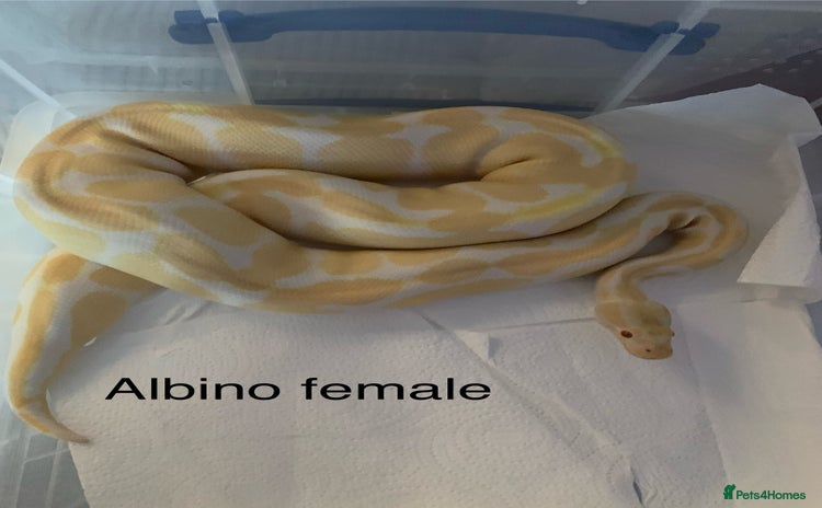 Python Snake reptiles - Advert 6
