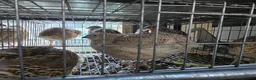 Quail poultry for sale: Quails - Advert 4
