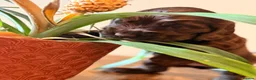 Cocker Spaniel dogs for sale: Show type cocker spaniels  - Advert 13