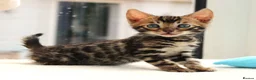 Bengal cats for sale: CUTE BROWN BENGAL MALE KITTENS - Advert 15
