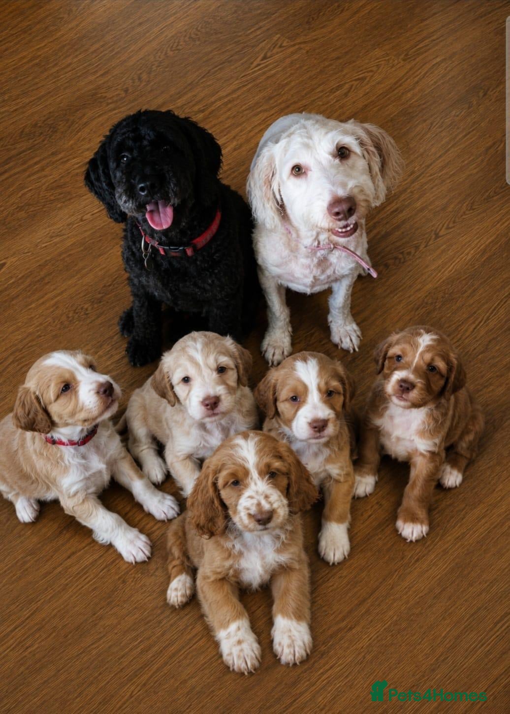 Cockapoo dogs 4 and half month cockapoo - Advert 2
