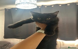 American Shorthair cats for sale: american x british shorthair  - Image 1