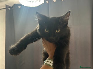 American Shorthair cats - Advert 23