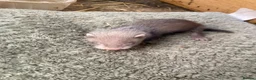 Ferret rodents for sale: 9 ferret kits - Advert 8