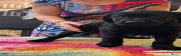 Labrador Retriever dogs for sale: KC Reg Yellow & Black Labrador Pupp - Advert 9