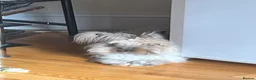 Angora rabbits for sale: Benny the bunny in London - Advert 6