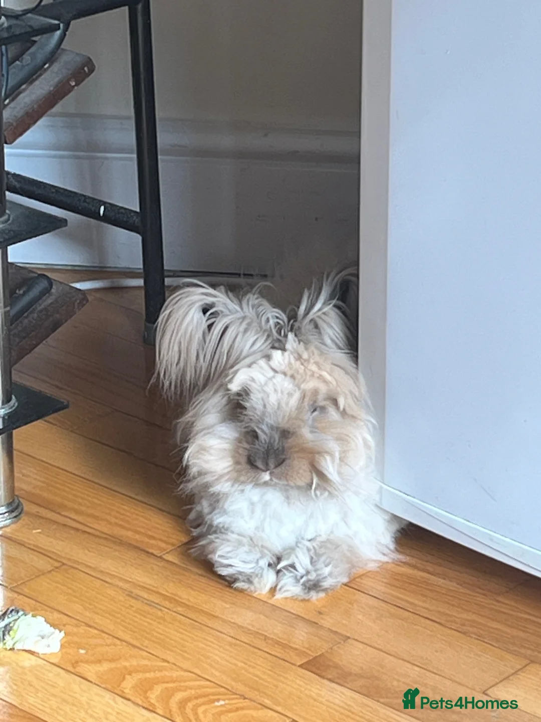 Angora rabbits for sale: Benny the bunny in London - Advert 6