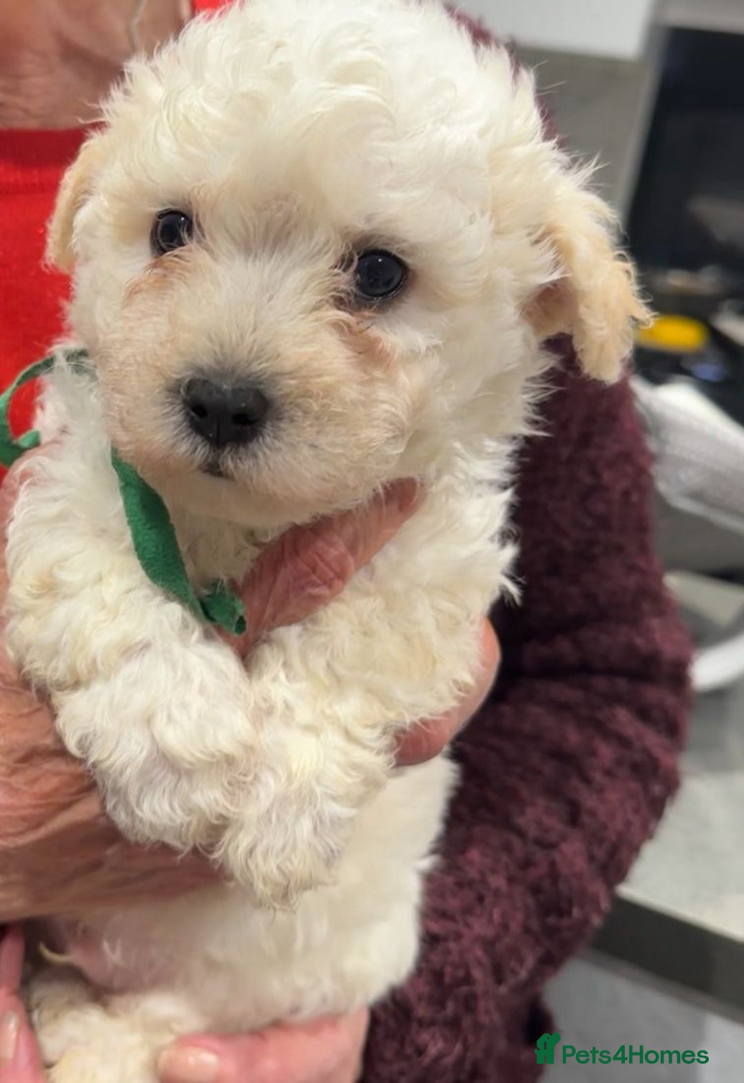 Bichon Frise dogs for sale: Bichon Maltese - Advert 2