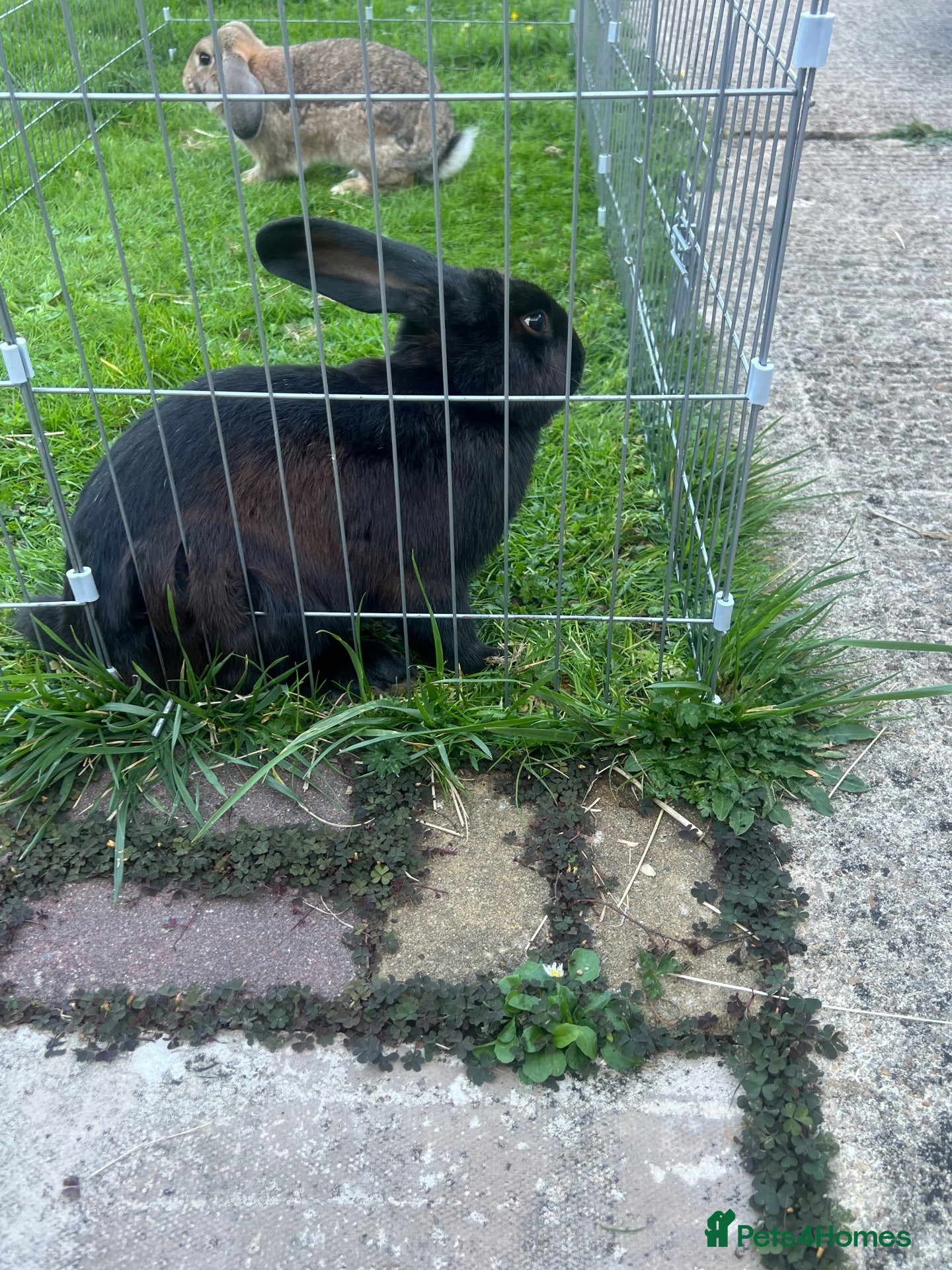 Mixed Breed rabbits Mixed lop - Advert 12
