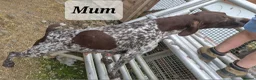 German Shorthaired Pointer dogs for sale: German Shorthaired Pointer Puppies (GSP) in Rhayader - Advert 17