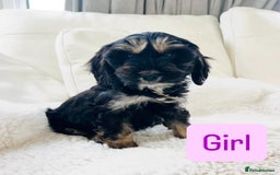 Cockapoo dogs for sale: Gorgeous F1 Cockapoo puppies - Image 1