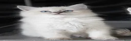 Ragdoll cats for sale: Ragdoll kittens - Advert 7