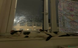 Mixed Breed cats for sale: 2 LOVELY TWIN BOYS LOOKING FOR A NEW HOME🩵 - Image 3