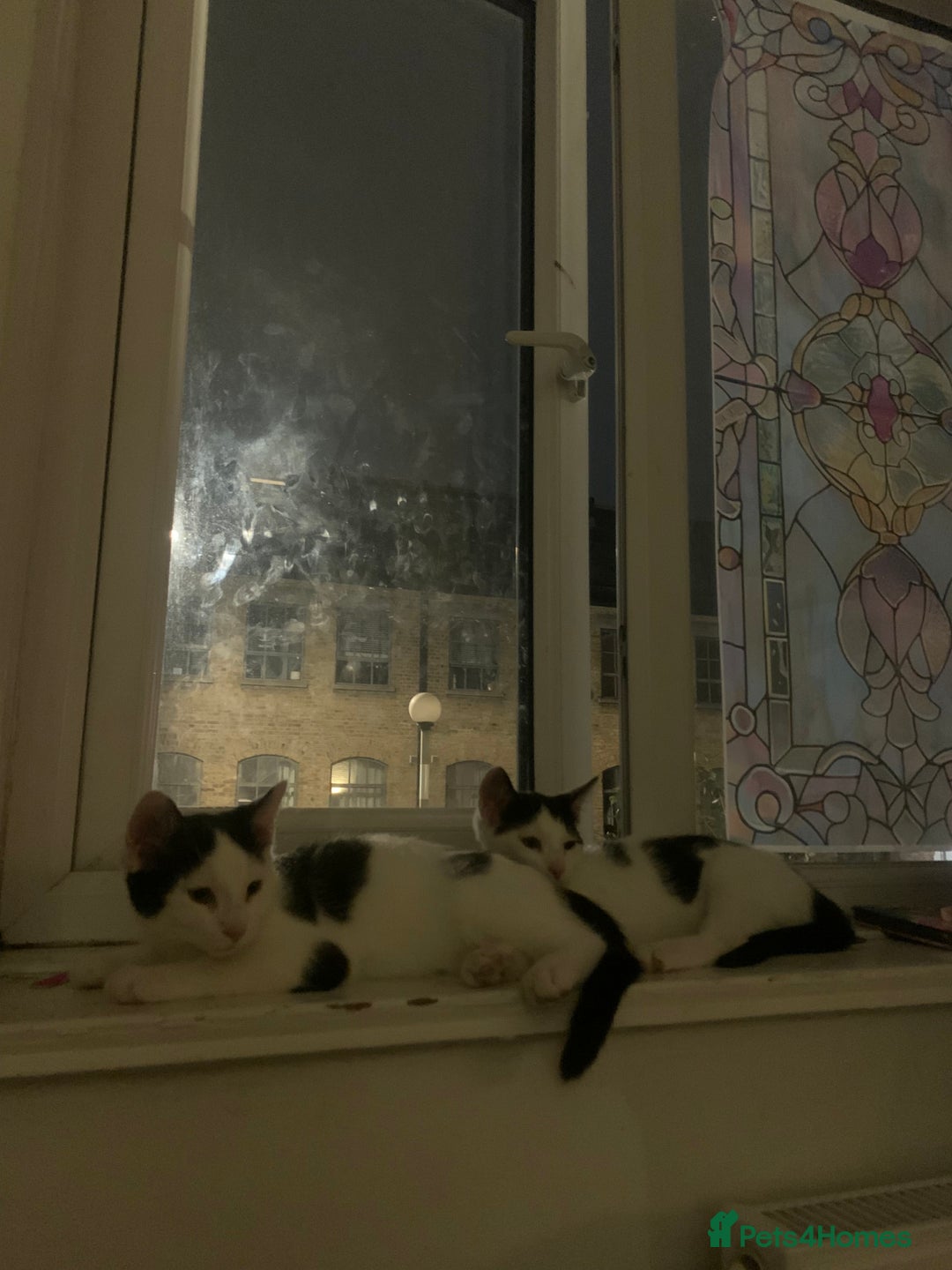 Mixed Breed cats for sale: 2 LOVELY TWIN BOYS LOOKING FOR A NEW HOME🩵 - Image 3