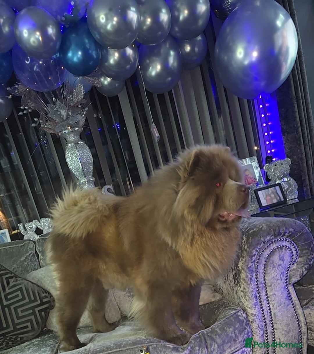 Chow Chow dogs for sale: Bear the chow chow  - Image 2