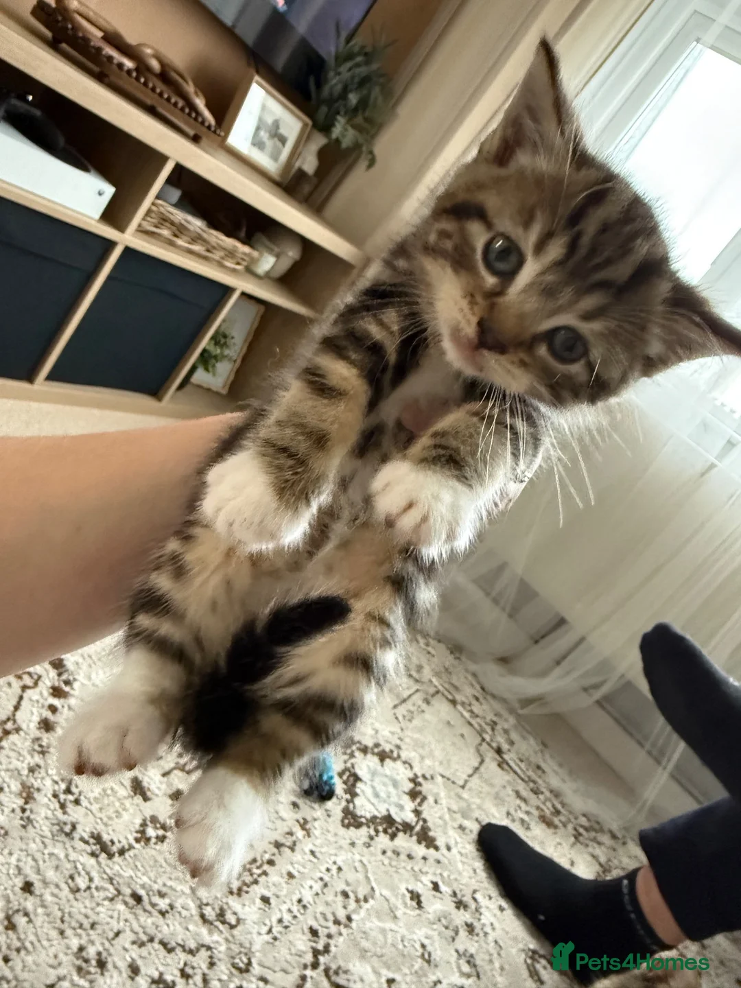 Mixed Breed cats for sale: 4 kittens for sale  - Advert 1