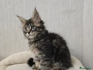 Maine Coon cats Beautiful Tica registered girls - Advert 2