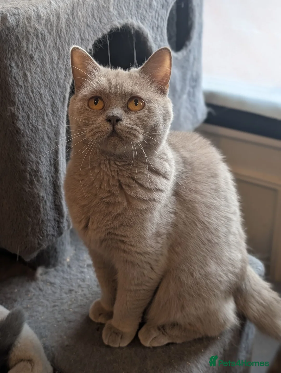 British Shorthair cats for sale: Lilac British shorthair female  - Advert 1