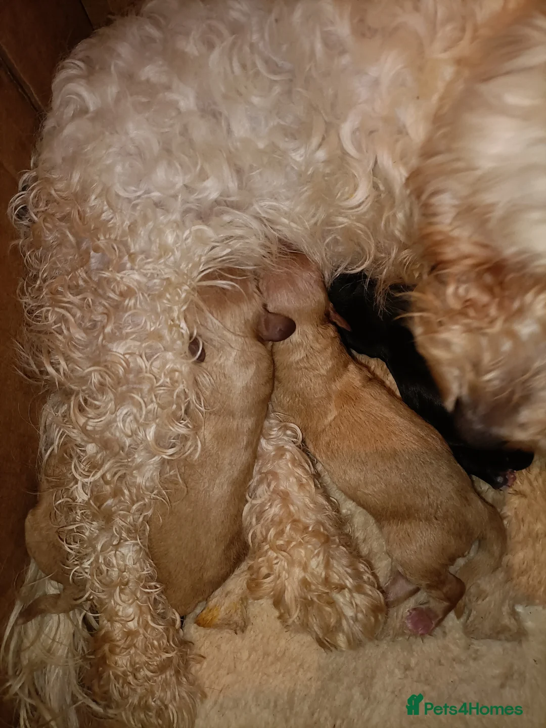 Maltipoo dogs for sale: Beautiful Maltipoo puppies - Advert 14