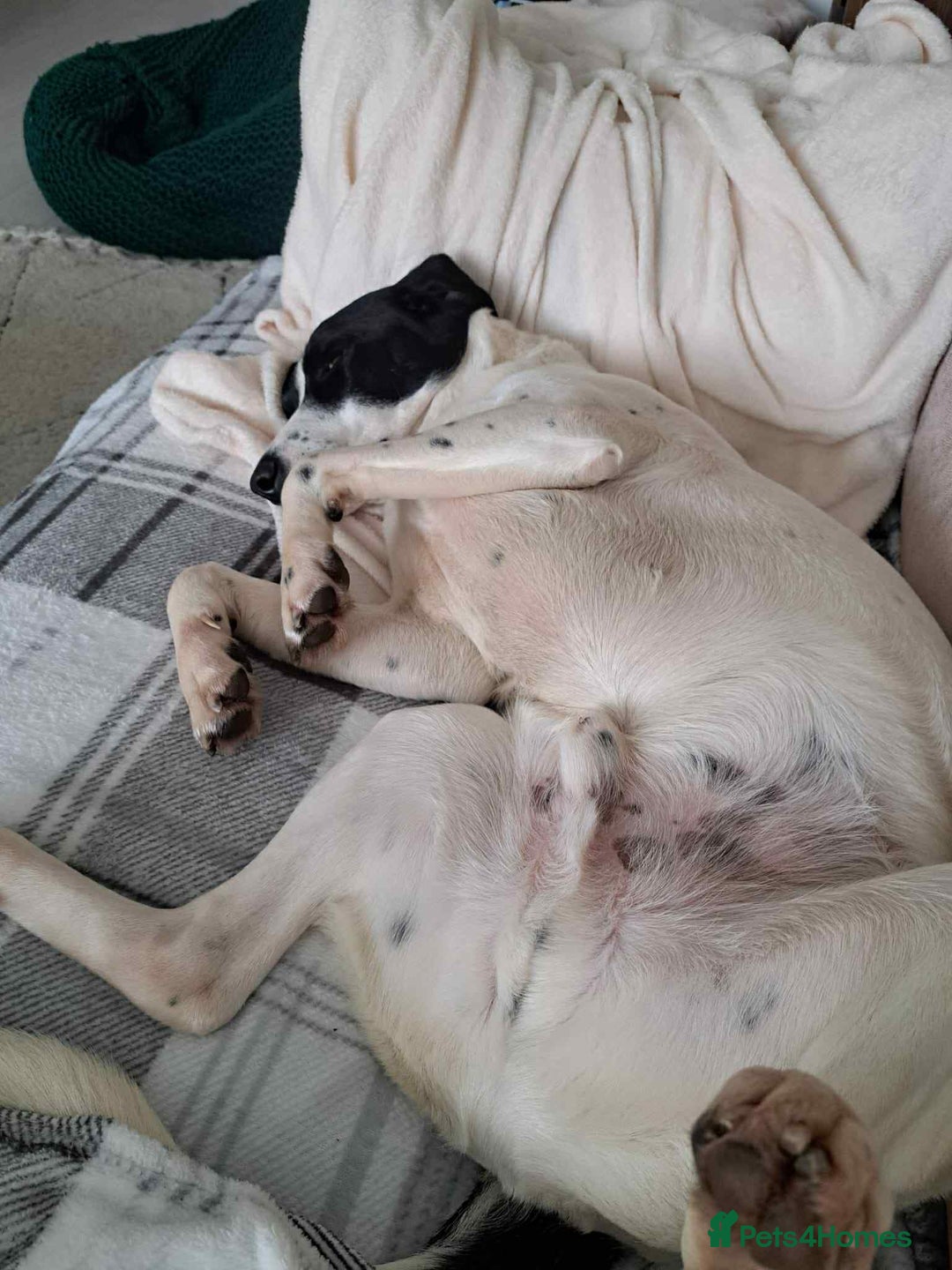 Pointer dogs for adoption: Charlie is looking for his forever home  - Image 13