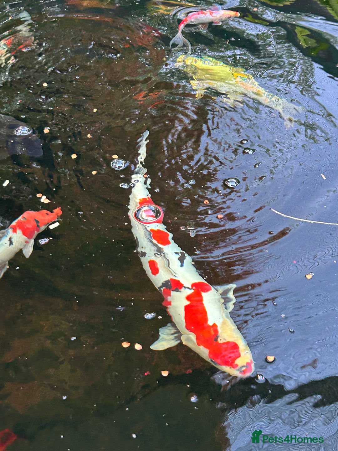 Koi Carp fish for sale: koi fish and various other fish - Image 22