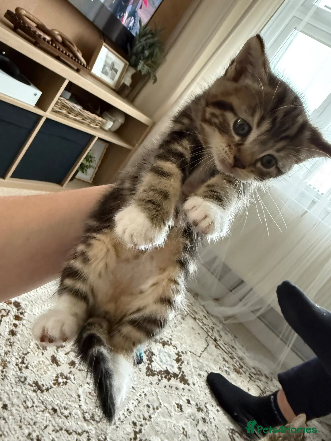 Mixed Breed cats for sale: Kitten’s ready now  in Sale - Advert 1