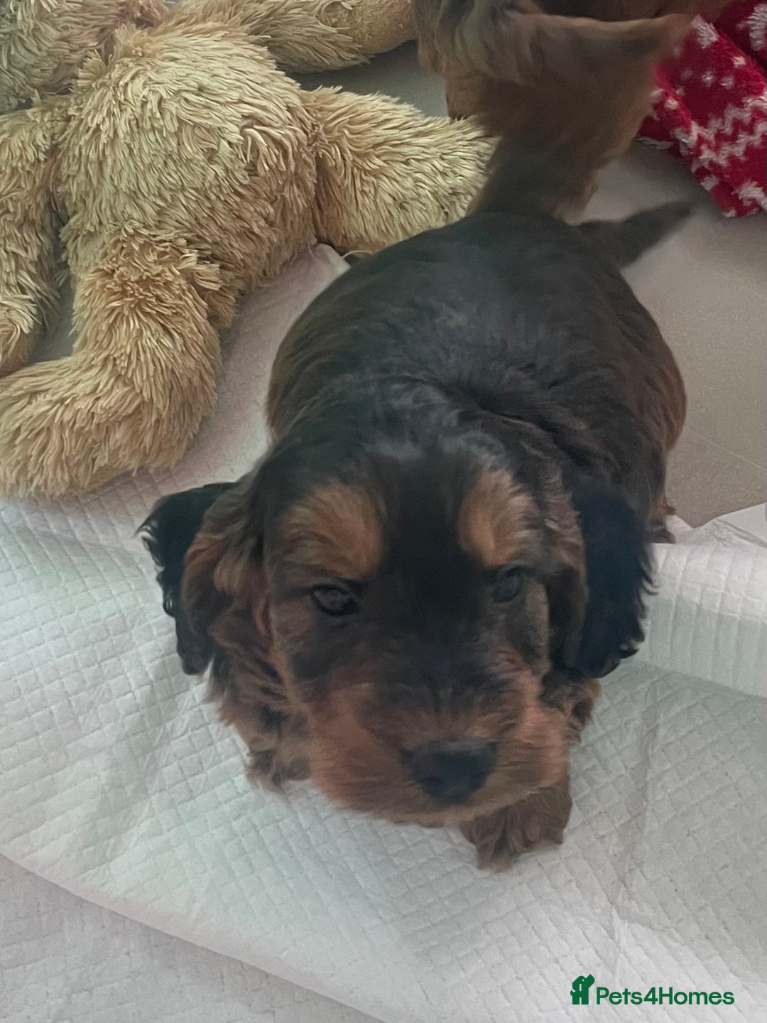 Cockapoo dogs for sale: F1 MINIATURE SHOWLINE COCKAPOO PUPPIES - Advert 20