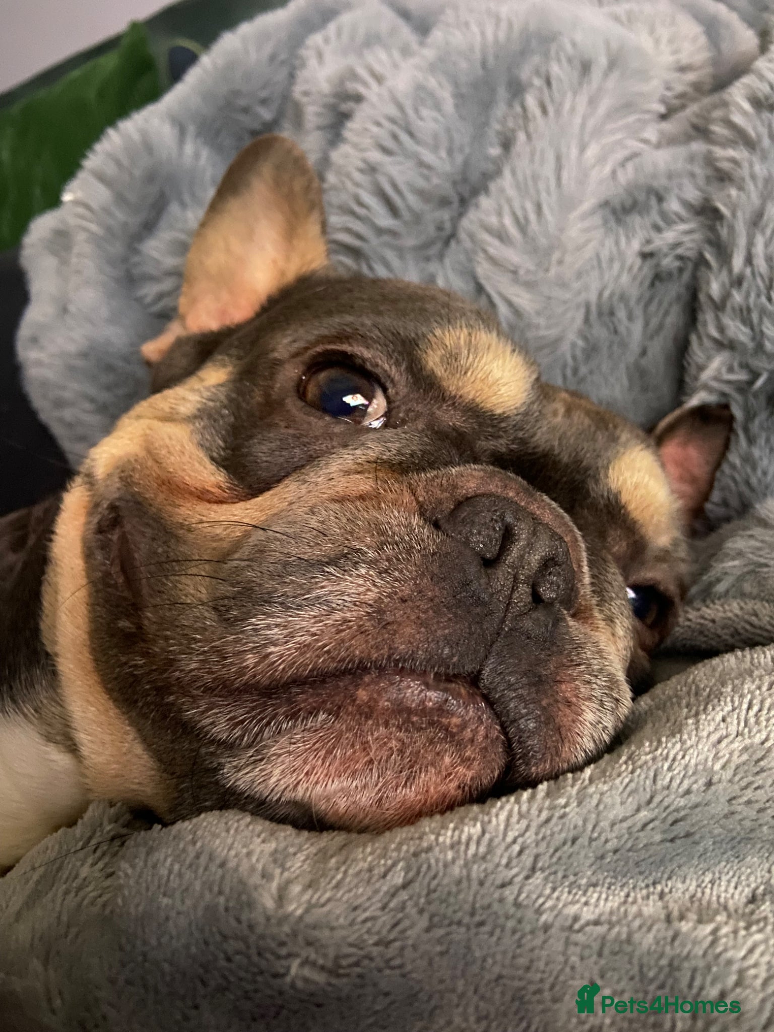 French Bulldog dogs Gizmo Frenchie  - Advert 1