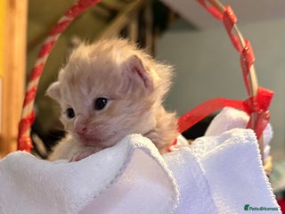 Maine Coon cats - Advert 28