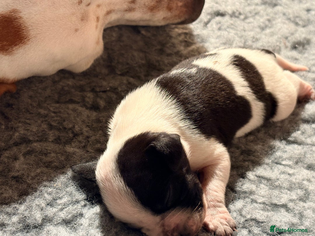 Pointer dogs for sale: Beautiful Pointer puppies for sale - Advert 4