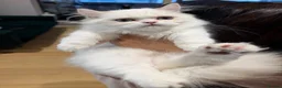Munchkin cats for sale: Munchkin super short leg kitten - Advert 4