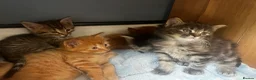 Maine Coon cats for sale: Maincoone x Norwegian forest kittens - Advert 8
