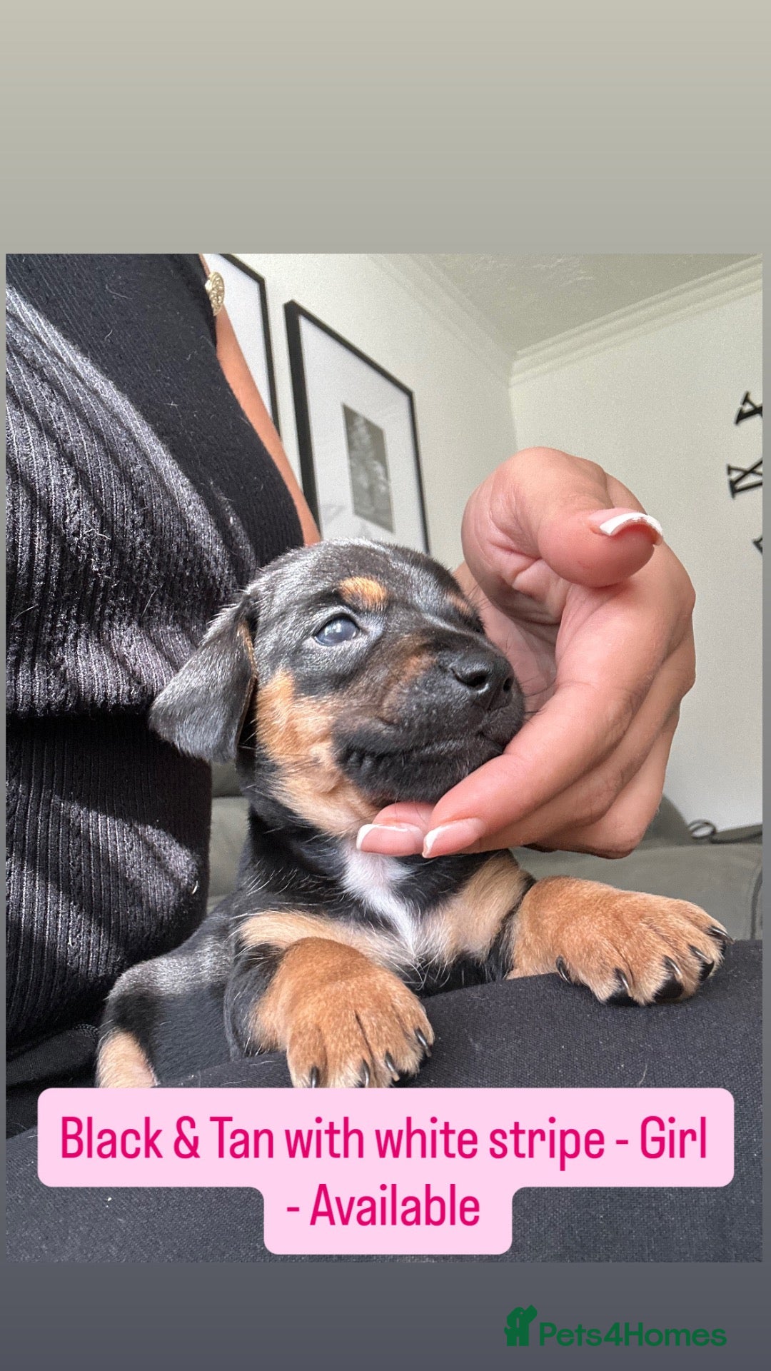 Mixed Breed dogs Stunning JR / Dachshund Pups - Advert 1