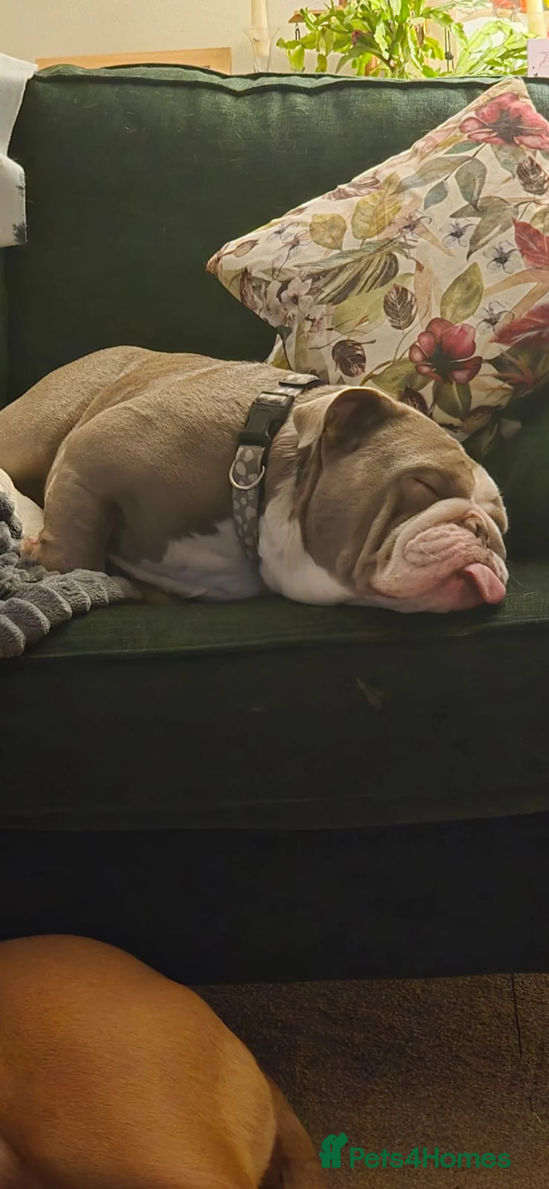 English Bulldog dogs for sale: Make English Bull Dog 1 year and 4 months (Neil)  - Advert 4