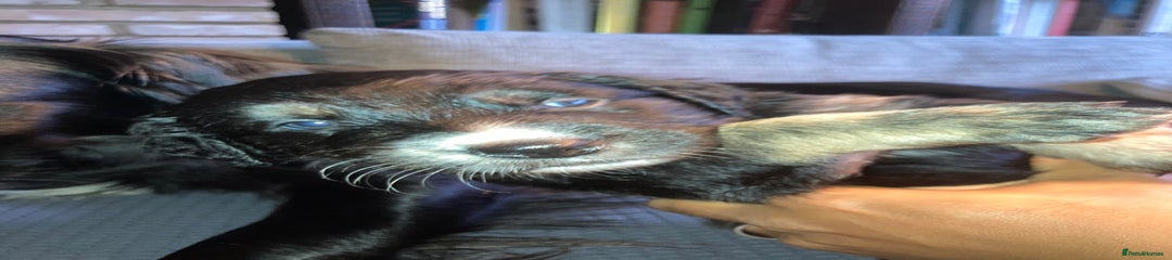  Puppy 7