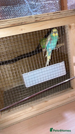 Gallery Image {{count}}