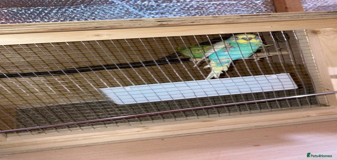 Gallery Image {{count}}