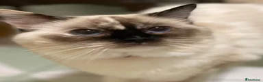 Ragdoll 4