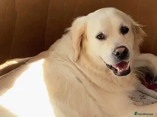 Golden Retriever dogs KC Registered Show Line Golden Retriever Puppies - Advert 8