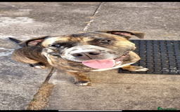 Mixed Breed dogs for sale: Male presa cross for rehomeing  - Image 2