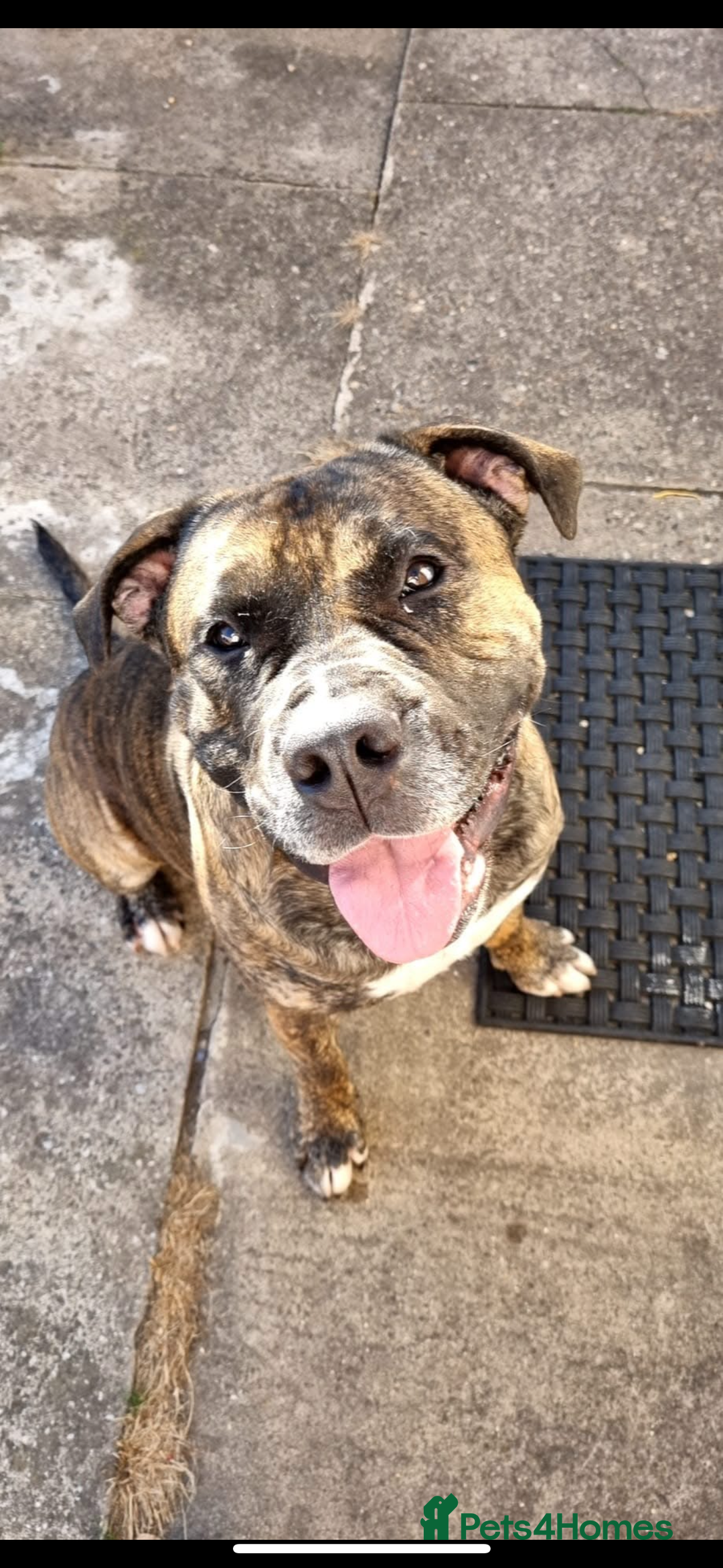 Mixed Breed dogs for sale: Male presa cross for rehomeing  - Image 2