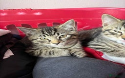 Mixed Breed cats for sale: 1 Male, 3x Female kittens - Image 3
