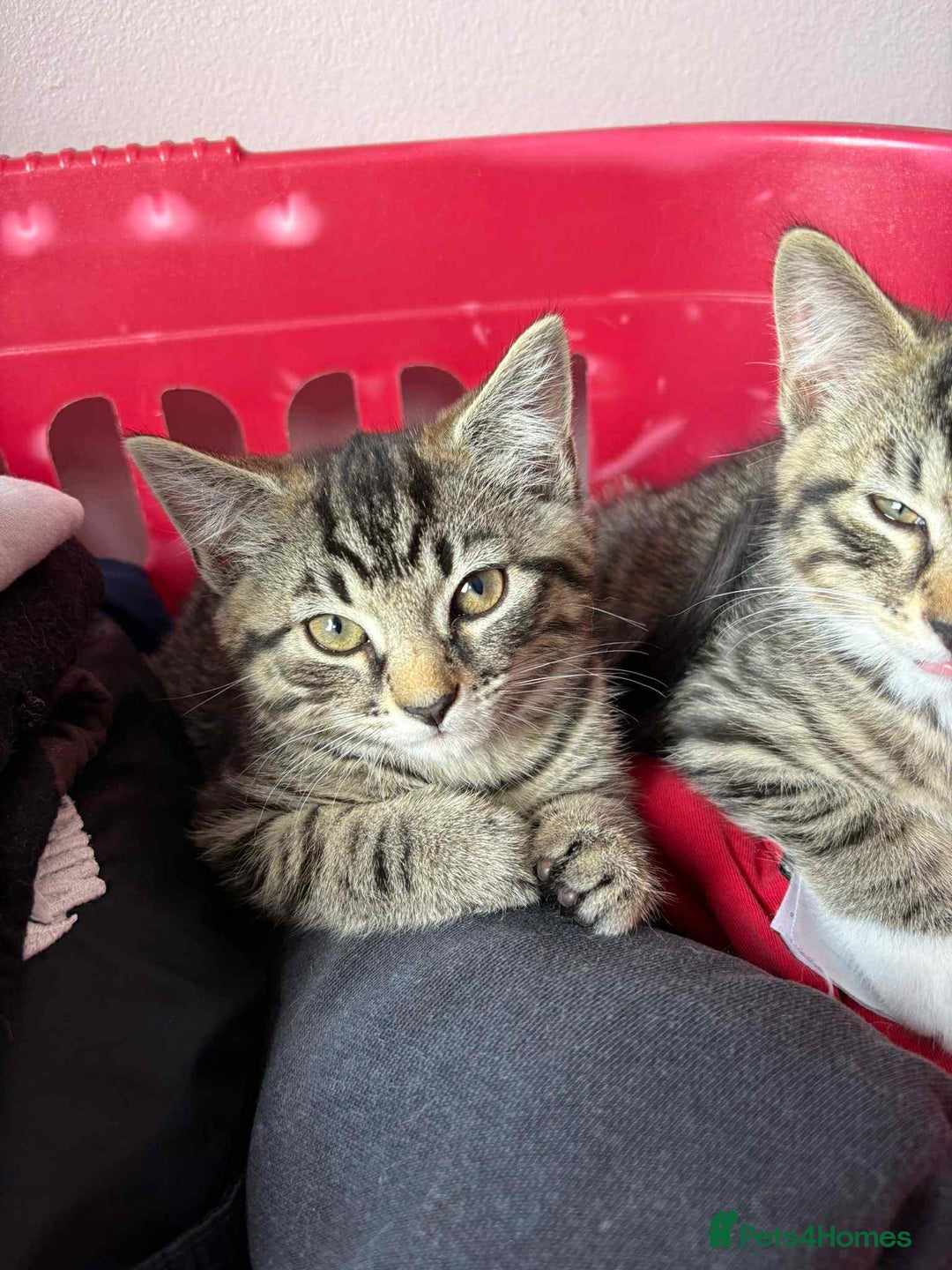 Mixed Breed cats for sale: 1 Male, 3x Female kittens - Image 3