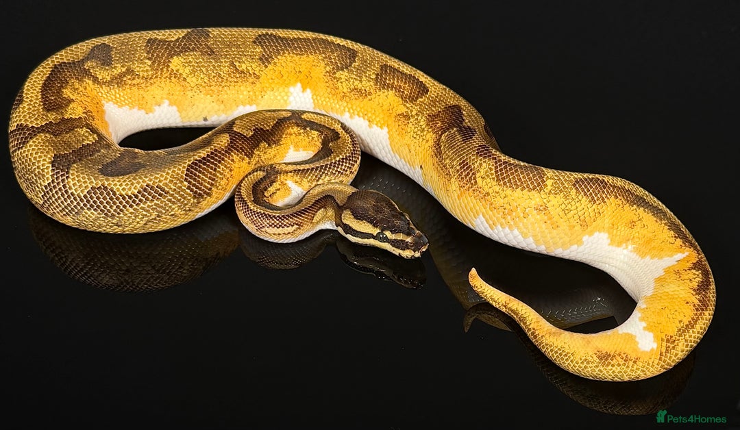 Python Snake reptiles for sale: Royal pythons/ball pythons  - Image 10